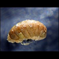 Callochiton calcatus 6.jpg